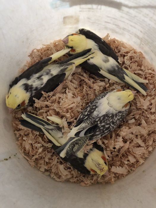 Pui papagali nimfa nimfe