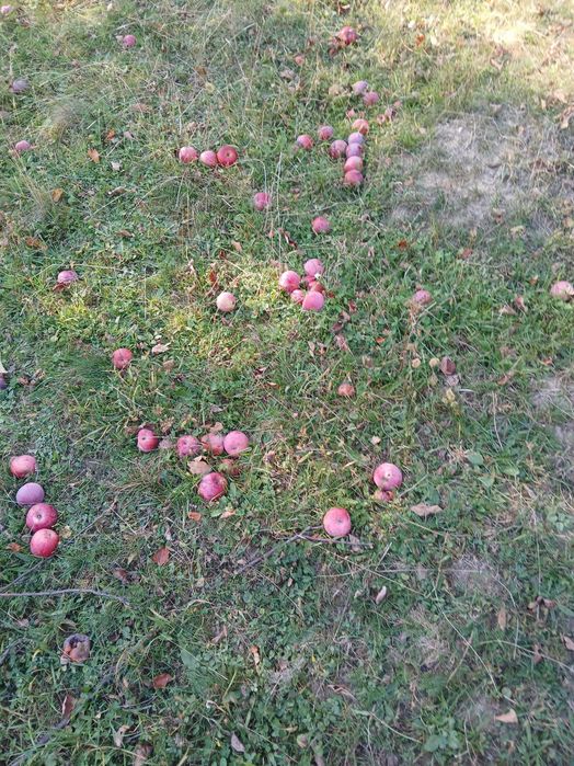 Fructe pomi fructiferi