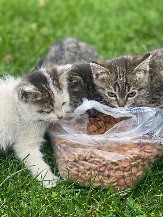 Котята в хорошие руки
