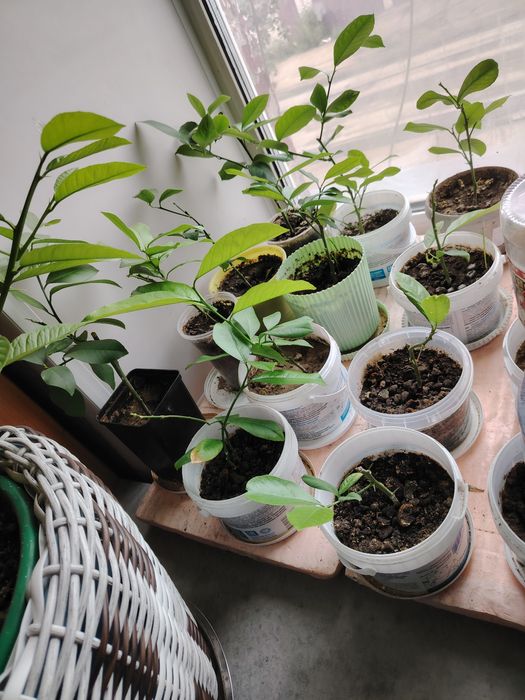 Лимоны плодоносящие