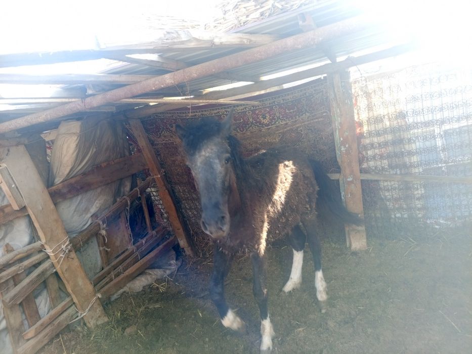 Тай  Жылқы жеребец