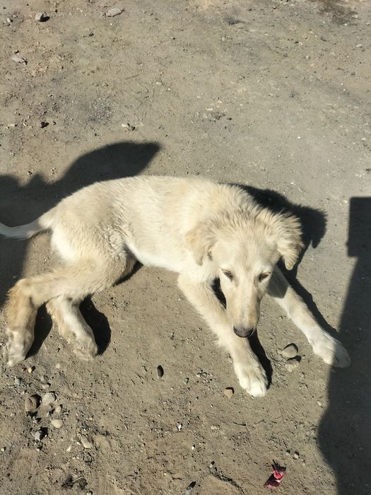 шашақ құлақты тазы сатамын