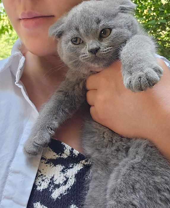 Шотландские котятки