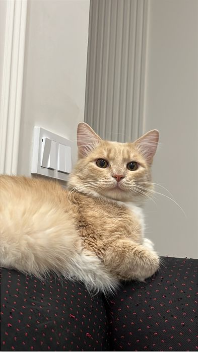 Отдам рыжего котенка в добрые руки