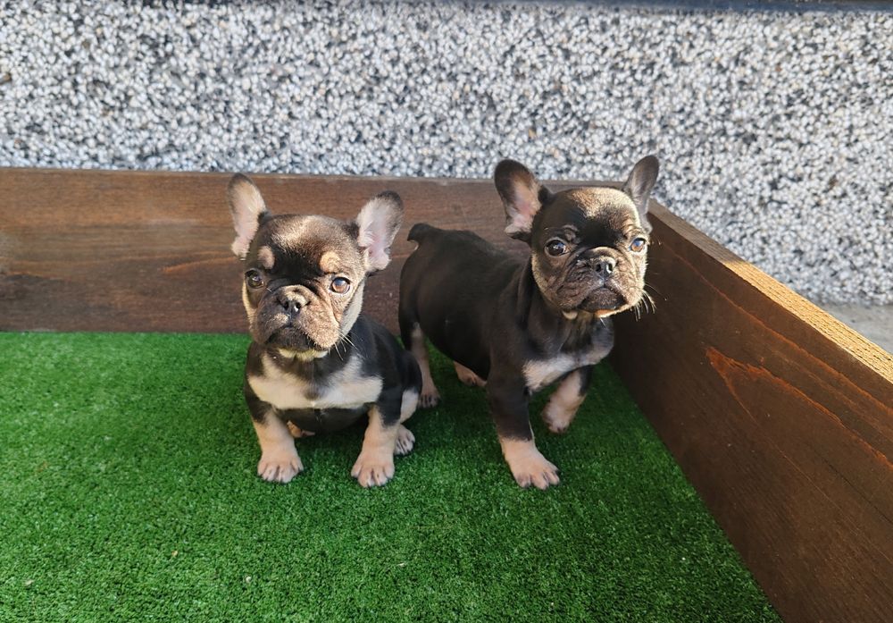 Френски   булдог