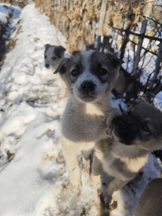 Отдам звоночков срочно!