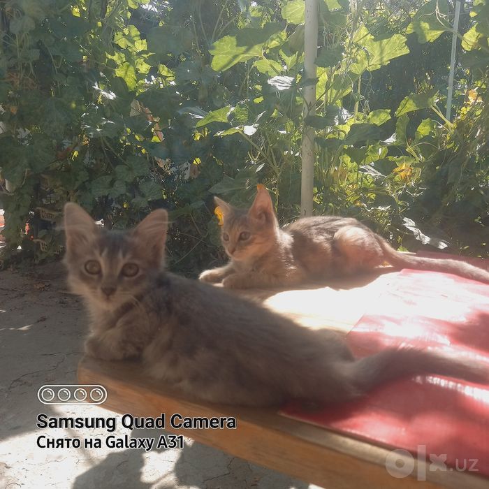 Котята свои, домашние