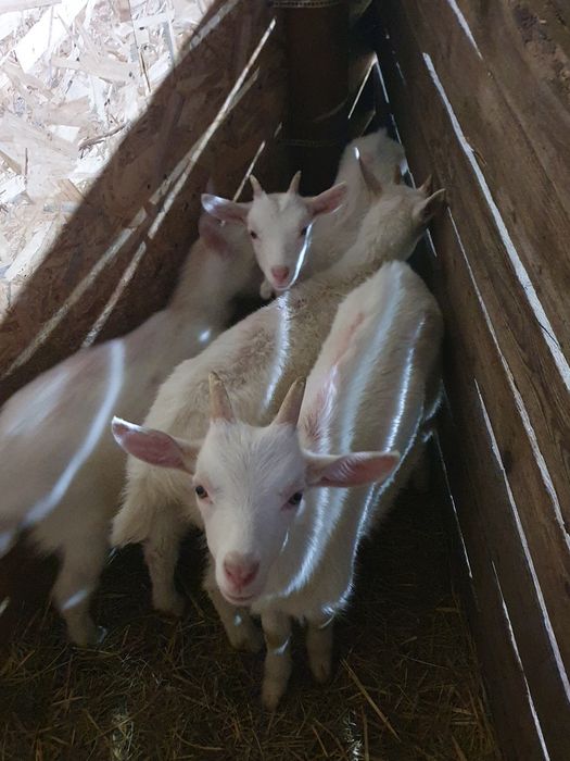 Disponibil 4 iezi saanen