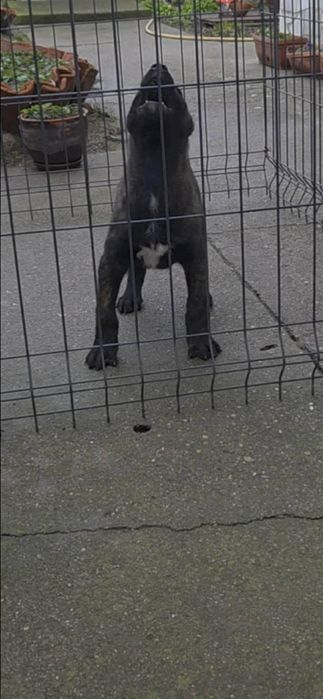 Белгидка овчарка