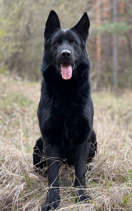 Mascul ciobănesc german