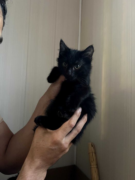 Котенок в добрые руки