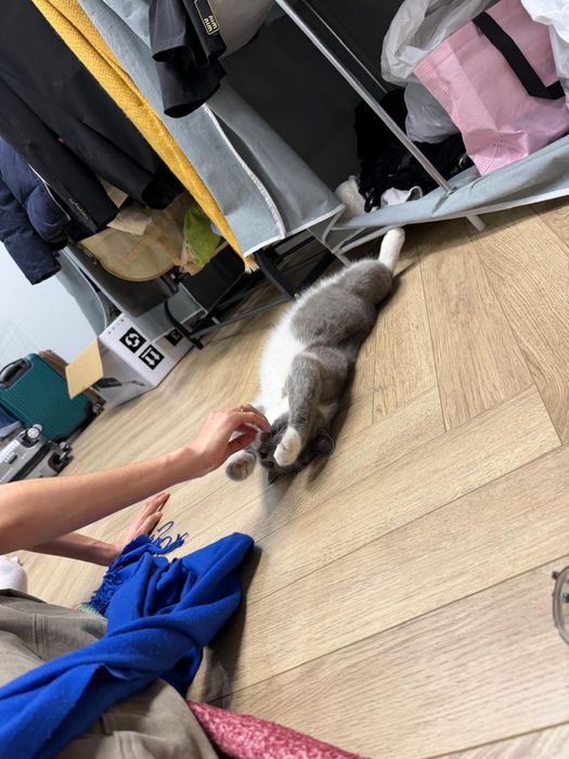 Котенок, кошка британская