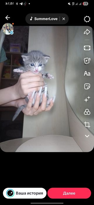 Дарю котят девочка и мальчик
