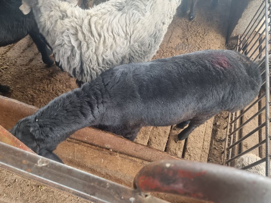 Ақиқа ва маросимлар учун хохлаган вазндаги тирик қўйлар олиб бориб сўй