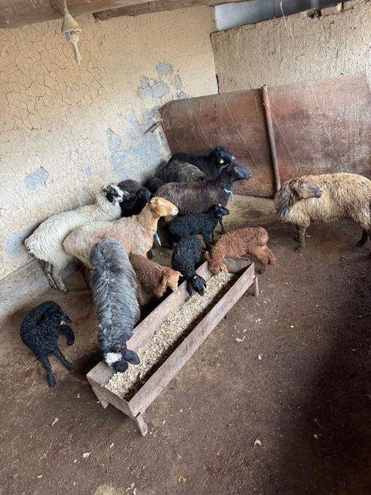 8 қозлы қой сатылады