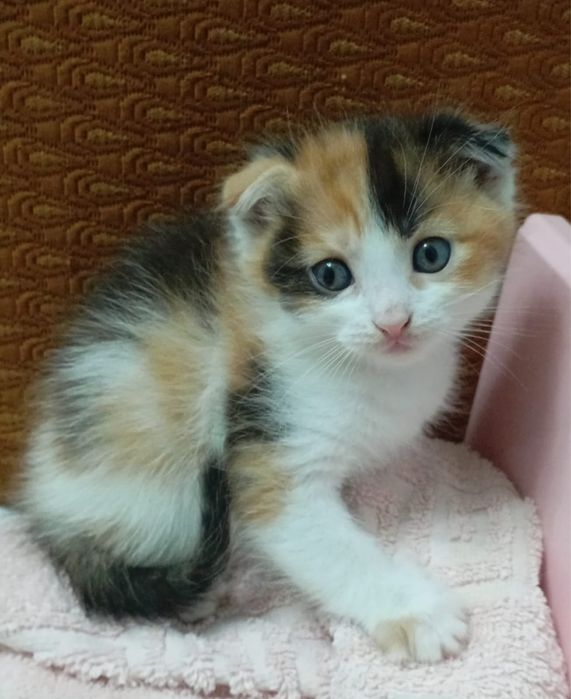 Отдаю веслоухих котят