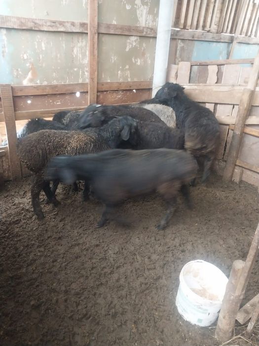 11бас кошкарлар семиз сатылады