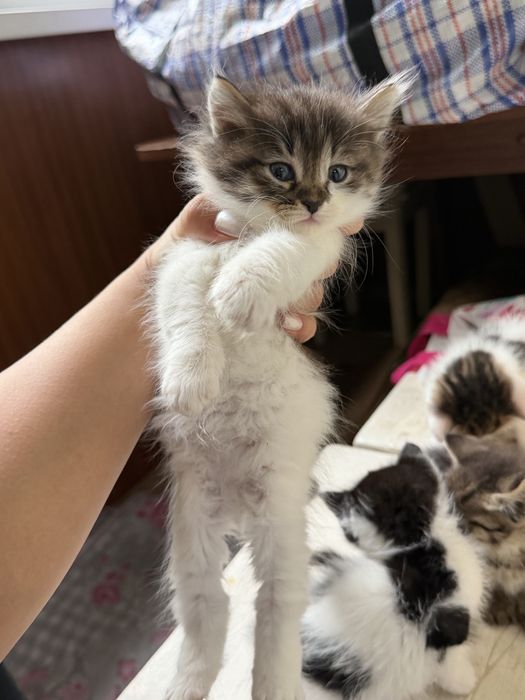 Котята в хорошие руки