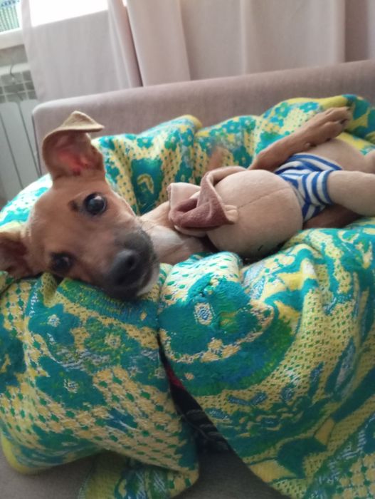 Пинчер щенок 3,5 м