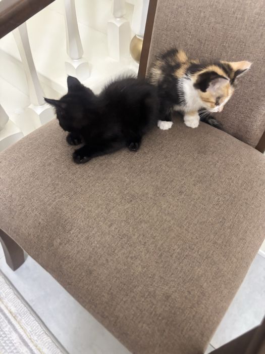 Отдам котёнок  даром