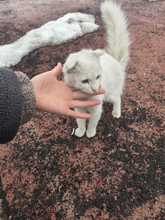 Срочно котёнку нужен дом