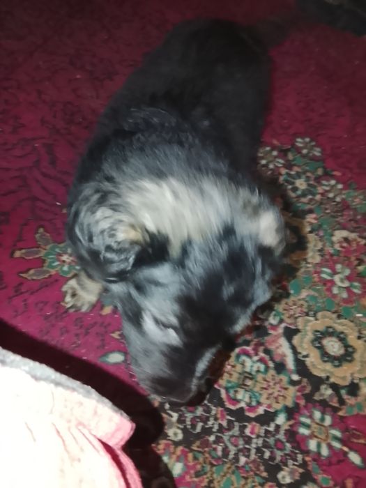 Отдам даром малыша