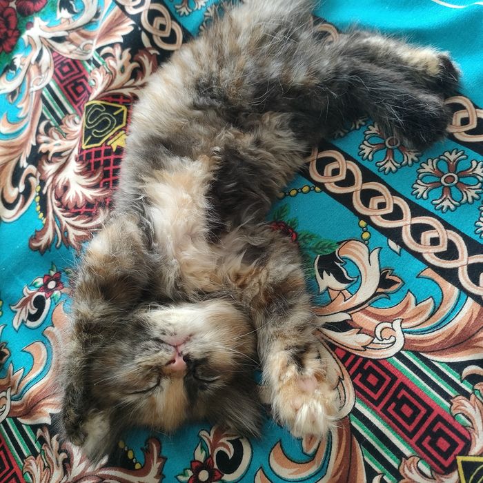Дам чистую кошку