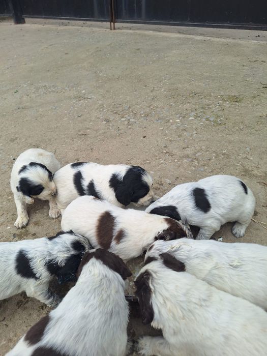Породистый күшіктер сатылады