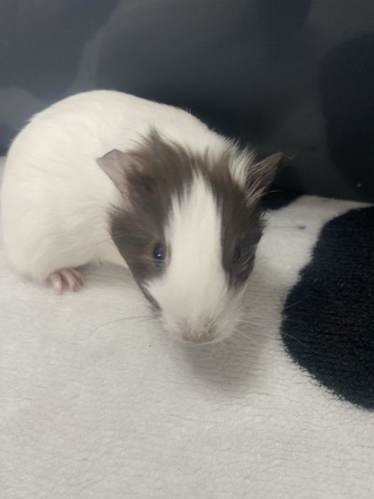 Морски свинчета бебета