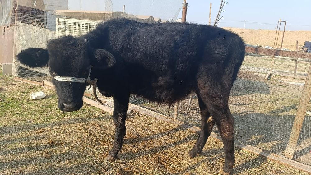 Бычки домашние...