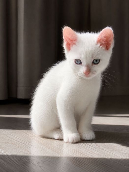 Отдам котят в хорошие руки