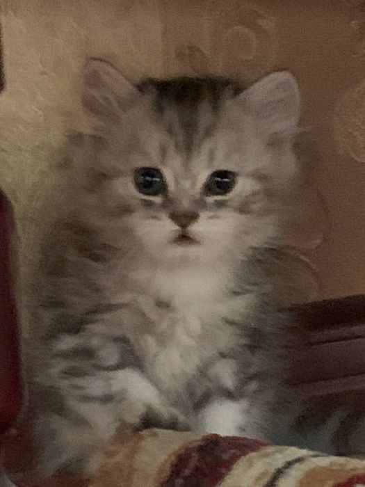 британская тигровая шиншилла (котята)