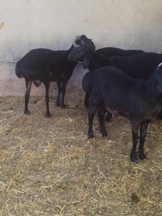 Qõchqorlar sotiladi buxoro shahar