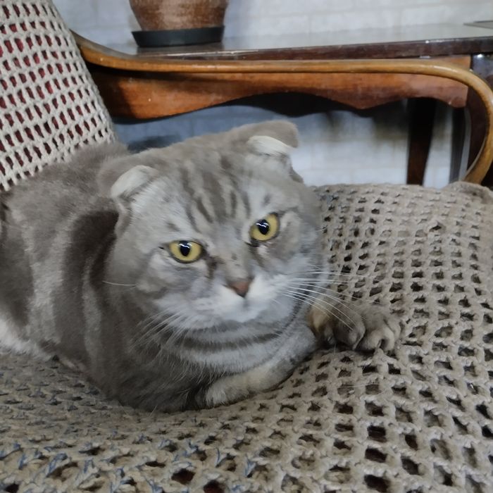 Шотландский вислоухий котик