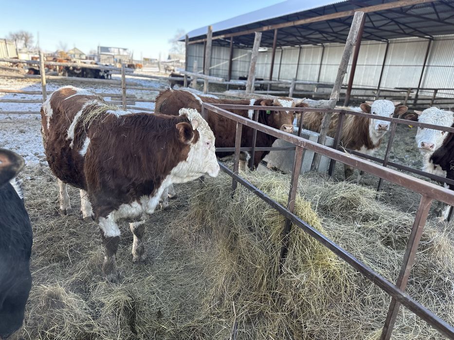 Продам быков на племя