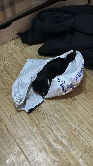 Отдам в добрые руки