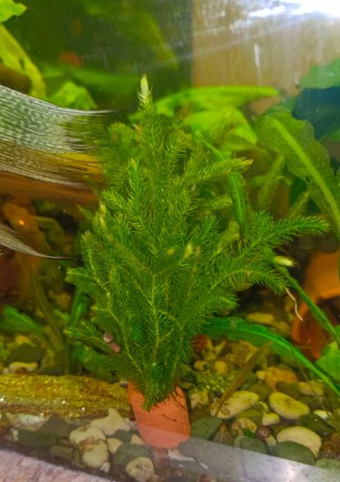 Аквариумное растение
