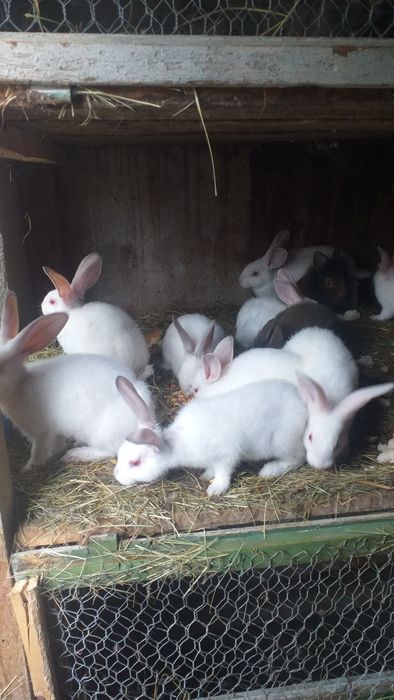 Super oferta noastră