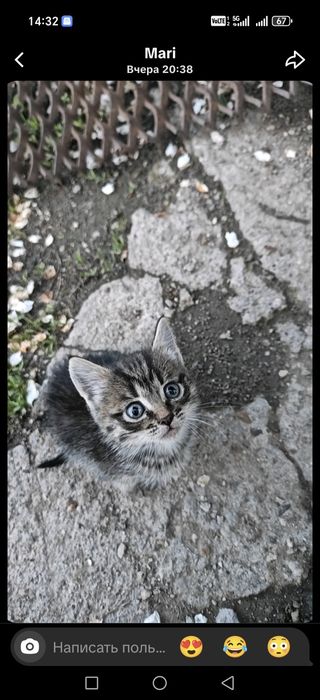 Отдам котёнка девочку в хорошие руки!
