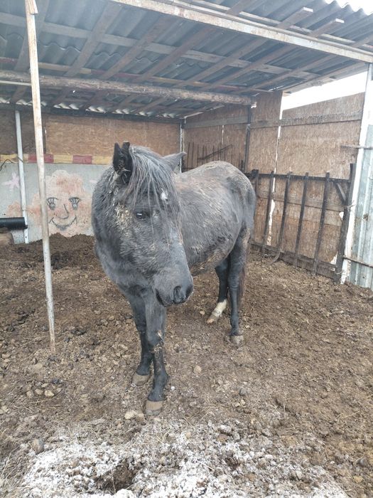 Жылқылар сатамын