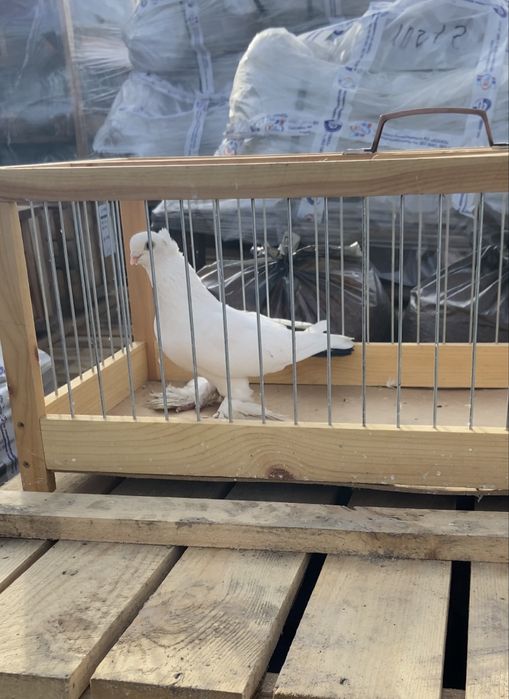 Голуби черно хвостые, сирень…