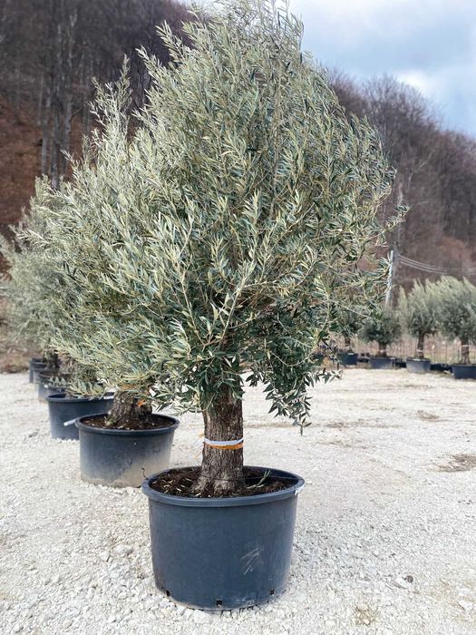 Maslin Secular Olea Europaea ornamental rezistent