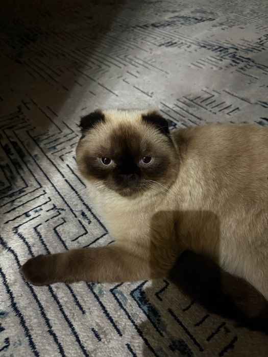 Кот на вязку Скоттиш фолд бесплатно