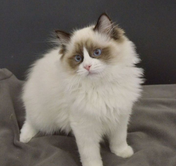 Регдоллы чистокровные