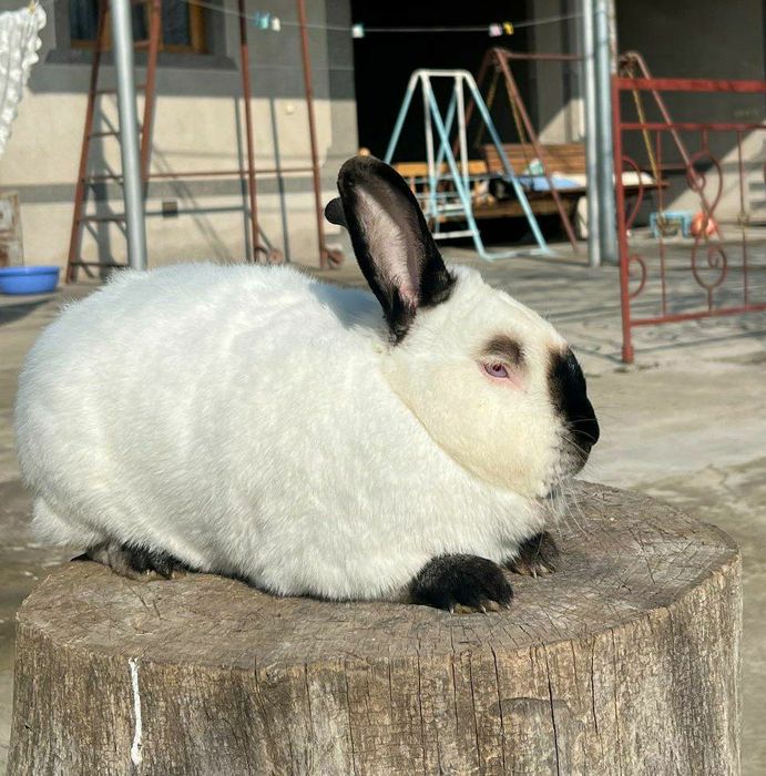 Kalif Kaliforniya Калиф Калифорния кролик quyon