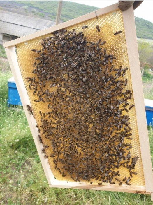 Мед от Медово, Добит от екологично чист район