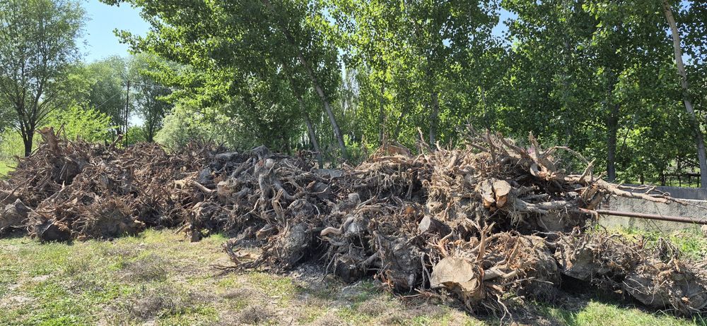 Ўтин сотилади. Қуруқ гилос ўтини.