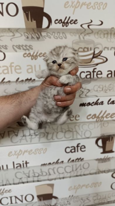 Shinshila mushukchalarimiz