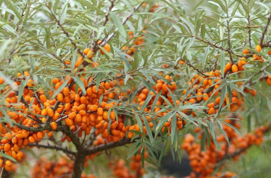 Butasi De Catina 1 an Clara/Serpei/Mara/Serpei  BIO