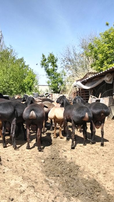 Кисары кошкар сатлады